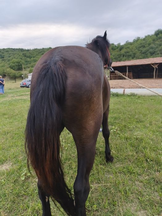 Vînd iapă de 3 anii blîndă iapa nu zvîrle ie cuminte trage foarte bine acest ori ce probă