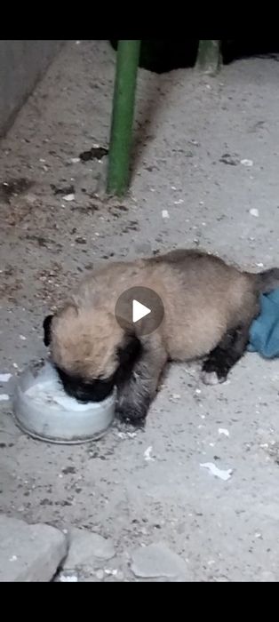 Тоза кангал боласи