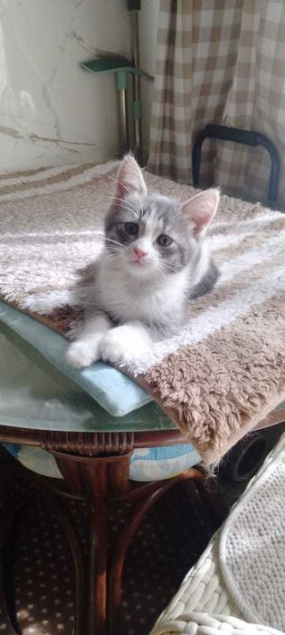 Мальчик 3 месяца, приучен к лотку.