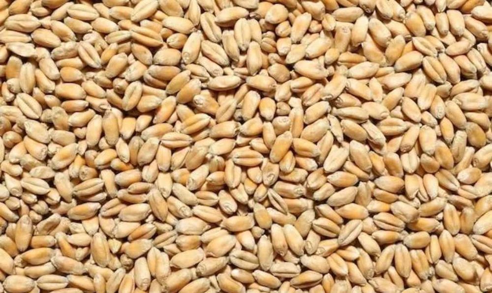 Продам зерно ячмень,