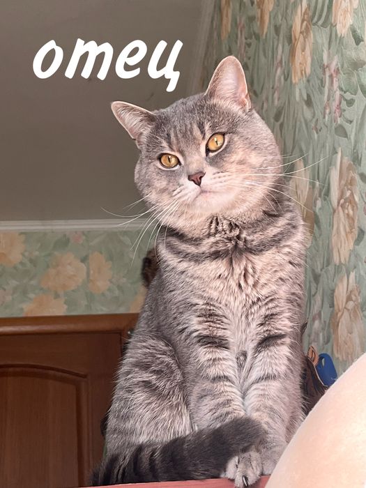 котята ТАББИ британцы с РИНГТЕЙЛОМ