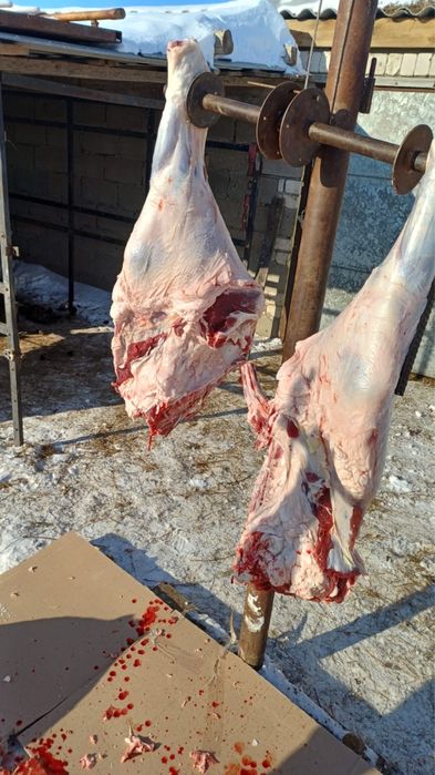 Согым семиз кашар 3300 тг кг