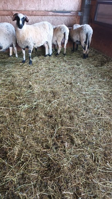 De vânzare o stearpa bună