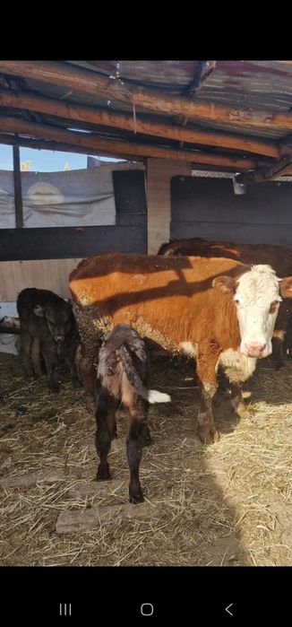 Сиыр бұзаумен сатылады