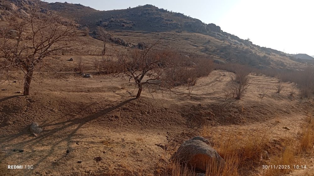 Manzarali daraxt  ko'chatlari