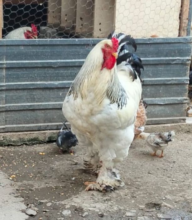 Vând schimb  cocoși brahma herminat deschis