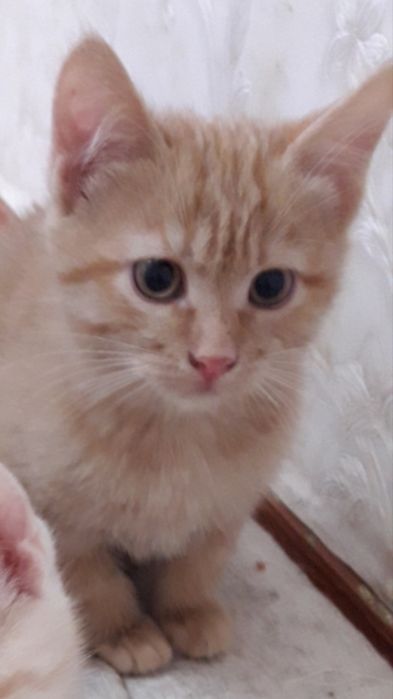 Котенок девочка отдаем