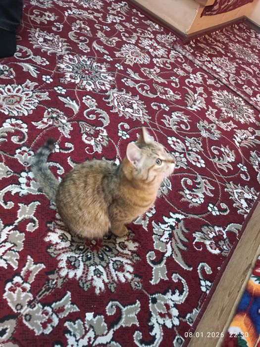 Ажойиб мушукча уйинкарок хадияга