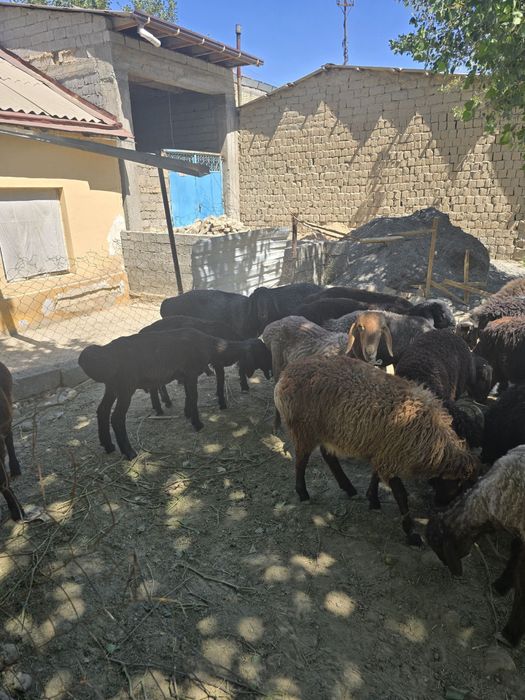 Qurbonlikka Qo’shrobot Qo’chqorlari