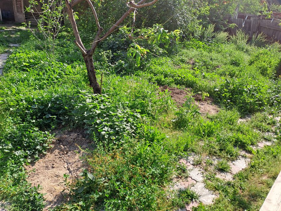 O'tlar, mollar va qo'ylar uchun