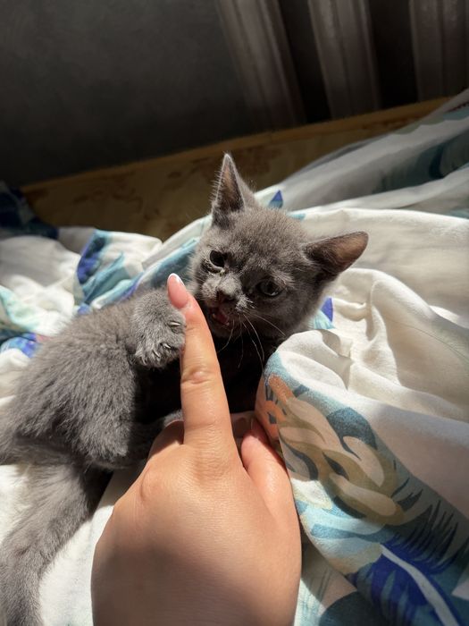 Отдам кошку, мысық тегін береміз