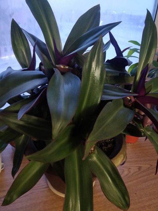 Цветок Рео для офиса.