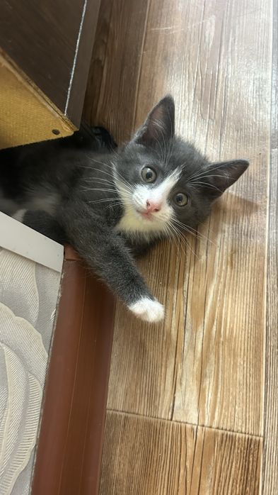Отдам даром котенка