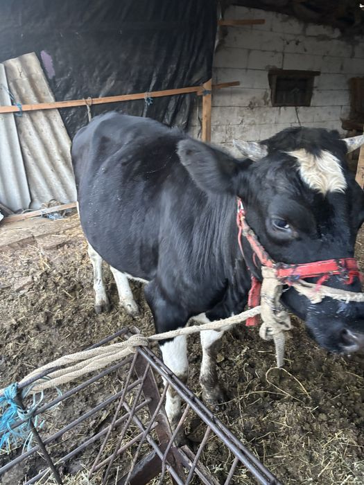 Vând vițică de 1 an si 4 luni