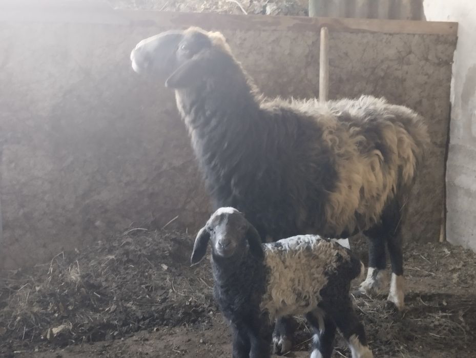 Она бола куй сотилади