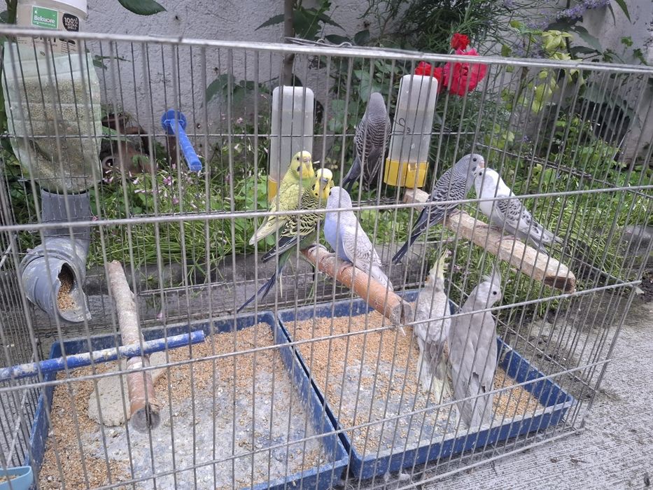 Продавам млади  вълнисти папагали и една корела
