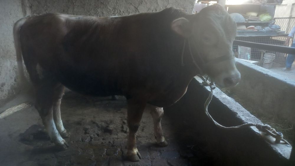 Бука сотилади гибрид лимузин