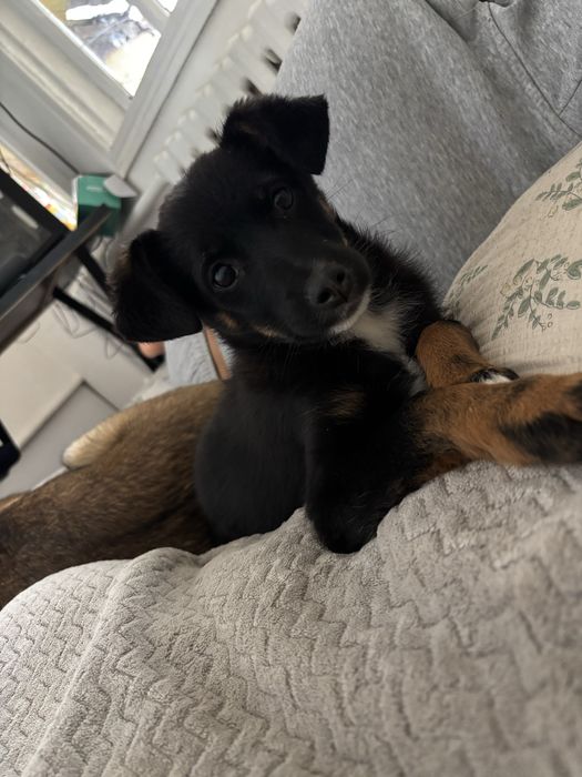 Щенок добермана