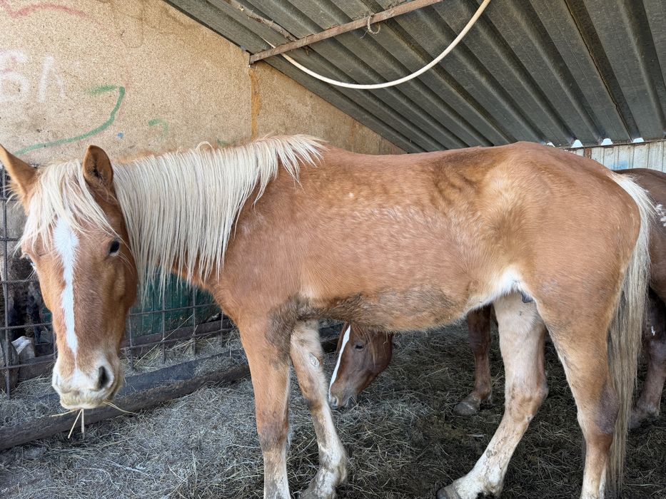 4 бас бие. Сатылады