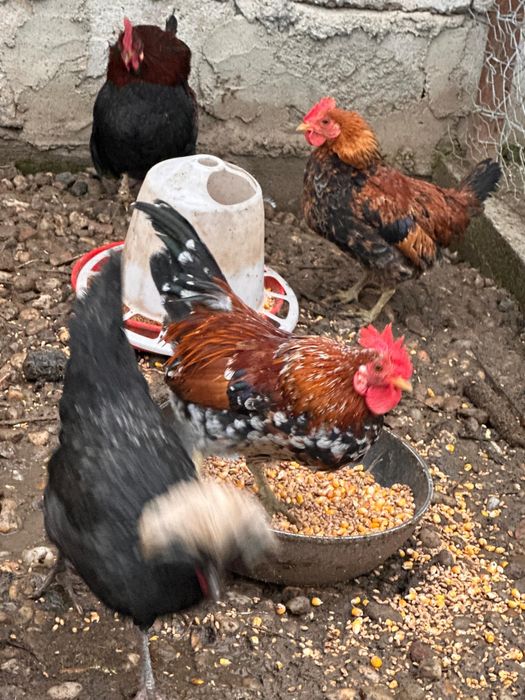 2 cocoși pitici rasă mixtă