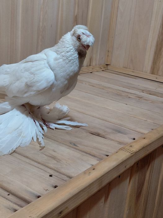 Голубь  гулбадам