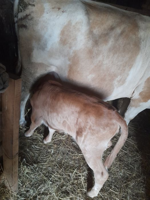 Vacă cu vițea de vânzare