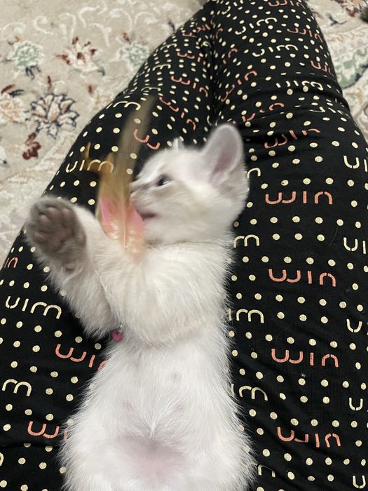 Сиамский котенок