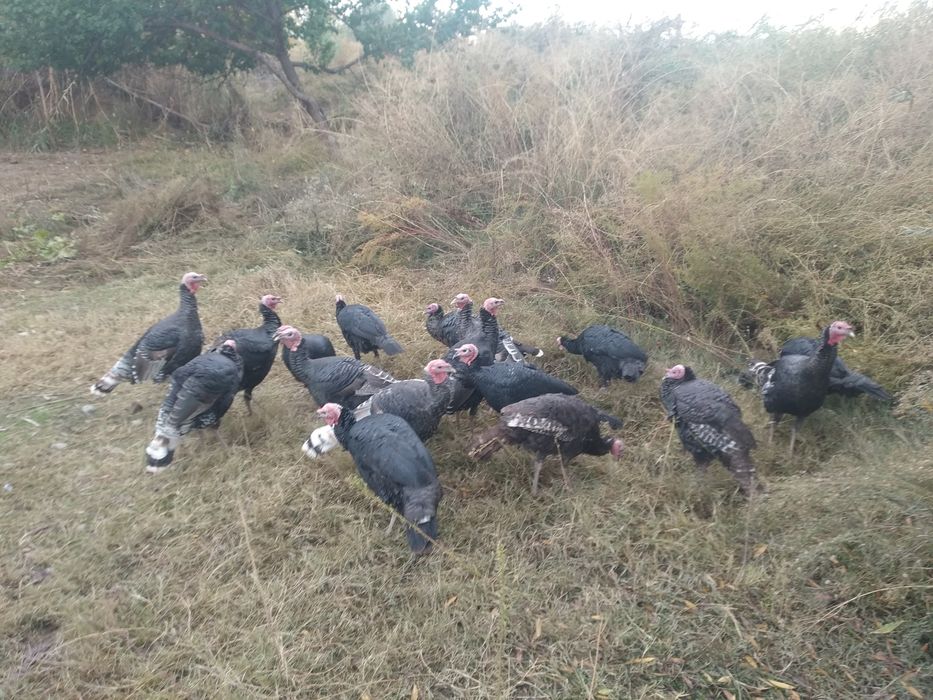 Куркалар сотилади,20 дона 4-5 кг; бахорги куркалар йирик курка боллари