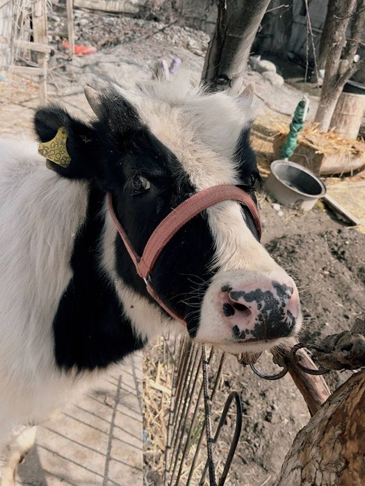 Хўнажин сотилади