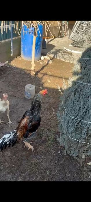 Дакан туляк бразилец