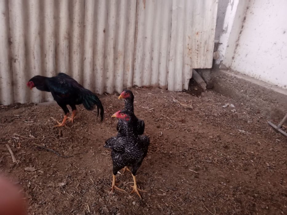 Dakan xoʻroz va tovuq