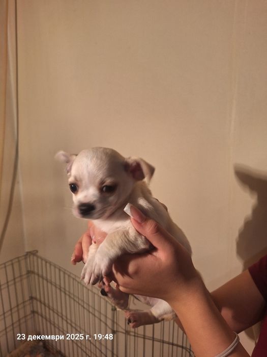 Мини чихуахуа ,едно момче и едно момиче.