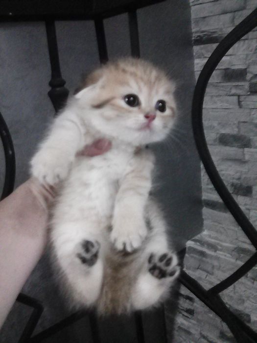Продается котёнок