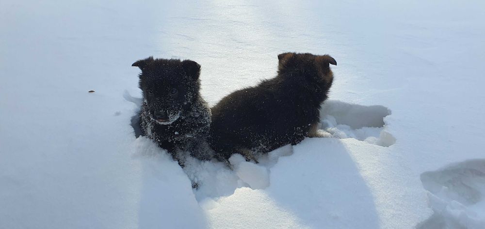 Щенки немецкой овчарки