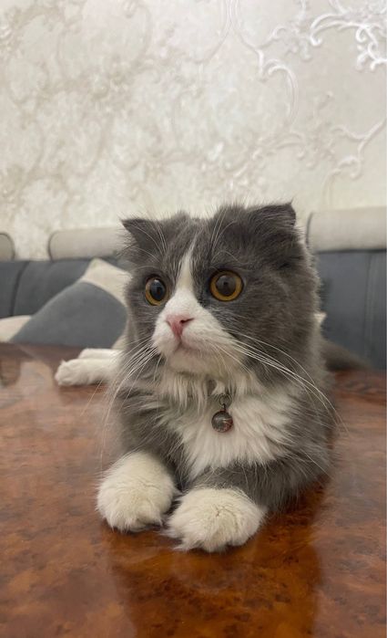 Шотланский вислаухий.             .