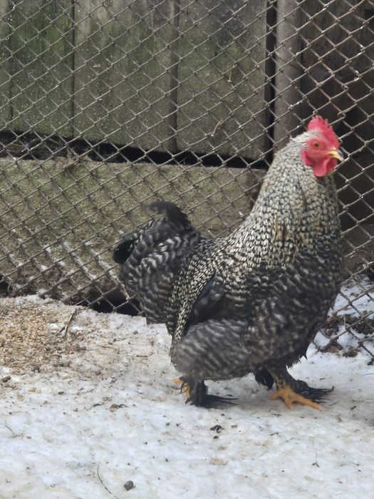 Cocosi cochinchina pitic