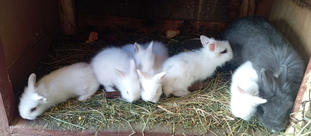 Iepurași pentru paste