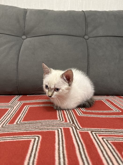 Отдам котенка (девочка, примерно 2-3 месяца)