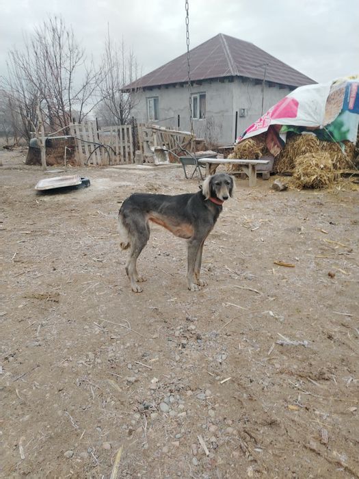 Тазы ит  сатылады