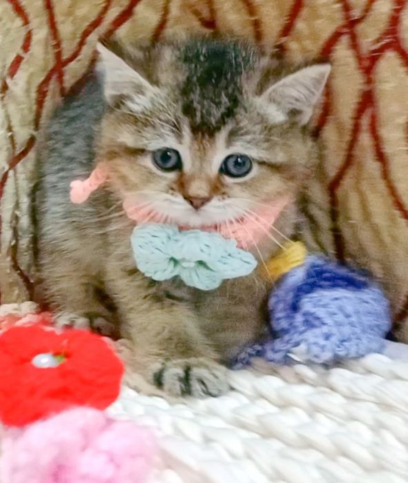 Золотая Шиншила девочка