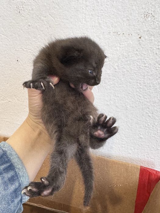 Котята полу сиамские