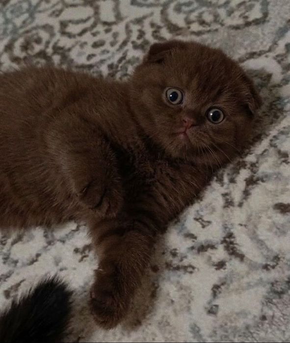 Продажа шотландских котят!