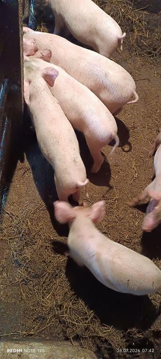 Продам поросят полтора месяца