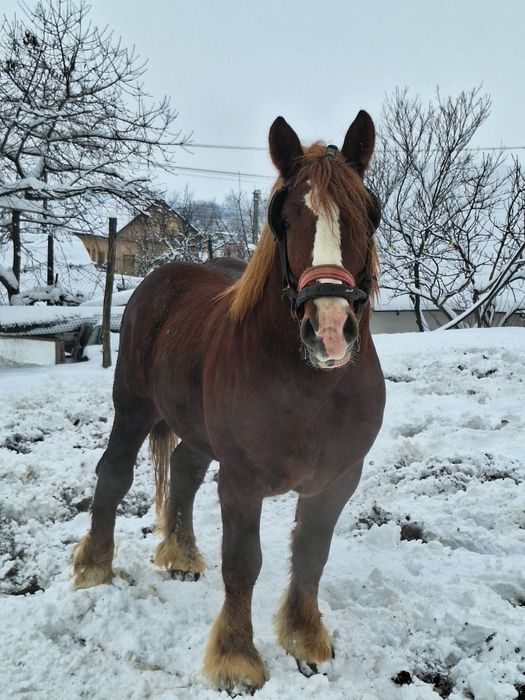 Armăsarii Ardenezii pentru reproductie