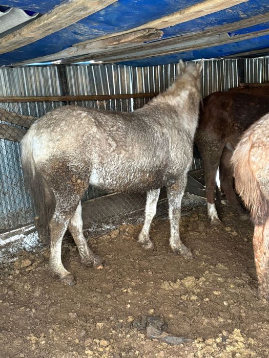 5 жасар туу бие