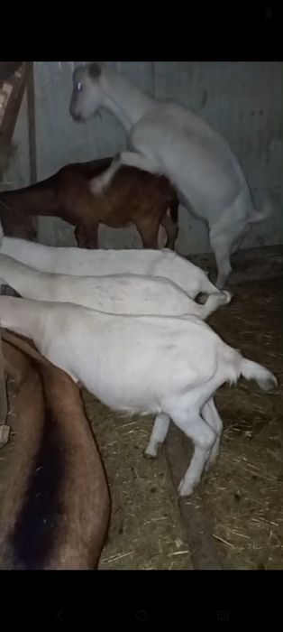 Vând  sau schimb o capra și un țap sannen