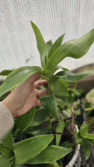 Золотой Ус цветок