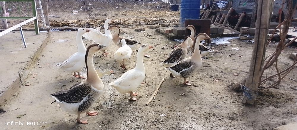 Гозлар сотилади 7та