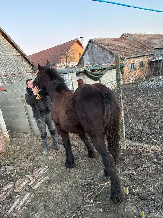Armasar pentru monta sau vanzare