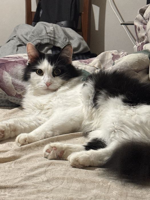 Ищу жениха своей девочке Полу Мейн Кун